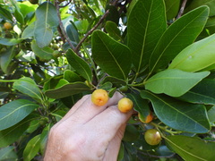 Acronychia imperforata