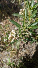 Eriodictyon trichocalyx