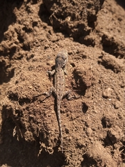 Urosaurus bicarinatus