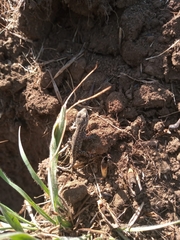 Urosaurus bicarinatus