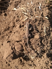 Urosaurus bicarinatus