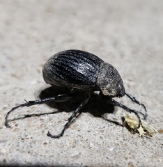 Phyllophaga cribrosa
