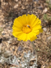 Baileya pleniradiata