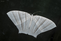 Strophidia caudata