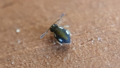 Sminthurinus quadrimaculatus