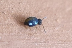 Sminthurinus quadrimaculatus