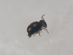 Sminthurinus quadrimaculatus