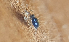 Sminthurinus quadrimaculatus