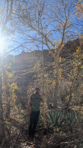 Grand Canyon Century Plant (Agave phillipsiana)