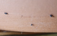 Sminthurinus quadrimaculatus