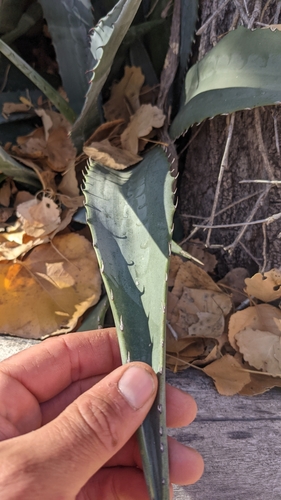 Agave phillipsiana