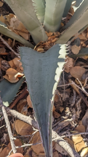 Agave phillipsiana