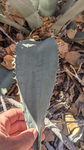 Image of Agave phillipsiana by (c) Darrin Gobble, some rights reserved (CC BY)