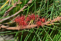 Allocasuarina paludosa