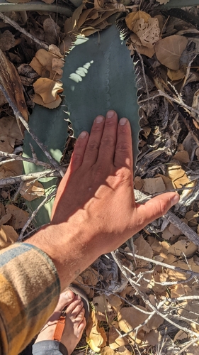 Image of Agave phillipsiana by (c) Darrin Gobble, some rights reserved (CC BY)