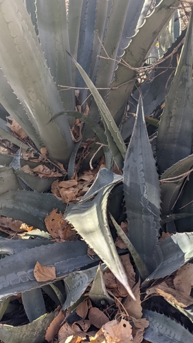 Image of Agave phillipsiana by (c) Darrin Gobble, some rights reserved (CC BY)