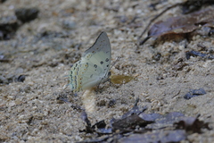 Polyura delphis