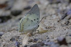 Polyura delphis