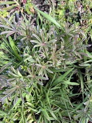 Lupinus albicaulis