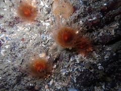 Caryophyllia alaskensis