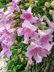 Podranea