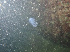 Bolinopsis microptera