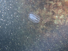 Bolinopsis microptera