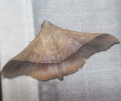 Chilkasa falcata
