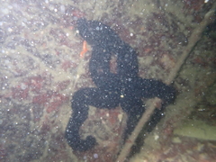 Stylasterias forreri