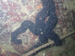 Stylasterias forreri