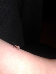 Anthonomus quadrigibbus