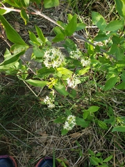 Cornus glabrata