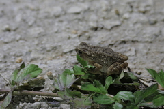 Ingerophrynus parvus