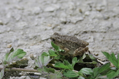 Ingerophrynus parvus