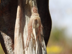 Neosparassus diana