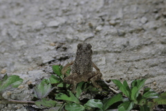 Ingerophrynus parvus