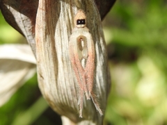 Neosparassus diana