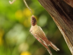 Neosparassus diana