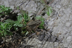 Ingerophrynus parvus