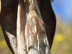Neosparassus diana