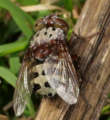 Zebromyia ornata