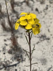 Erysimum teretifolium