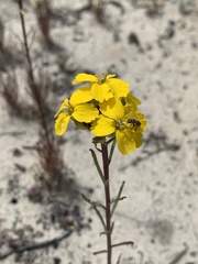 Erysimum teretifolium