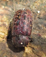 Mitophyllus
