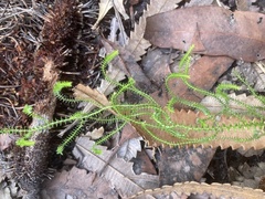 Selaginella uliginosa