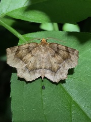 Metarranthis refractaria