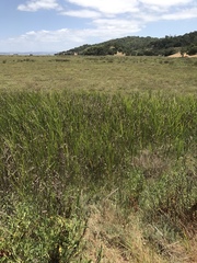 Bolboschoenus robustus