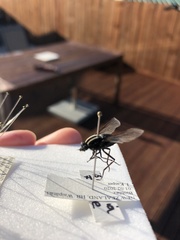 Megathereva bilineata