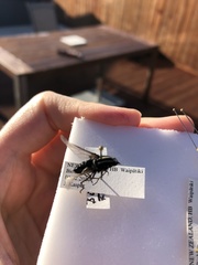 Megathereva bilineata