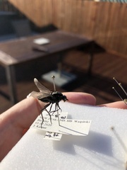 Megathereva bilineata